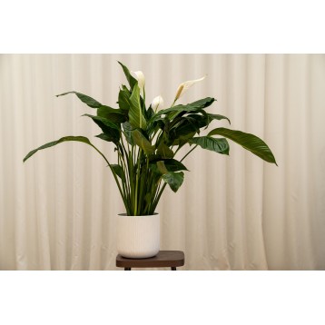 Spathiphyllum