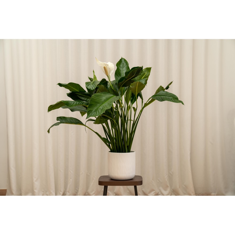 Spathiphyllum