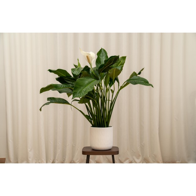 Spathiphyllum