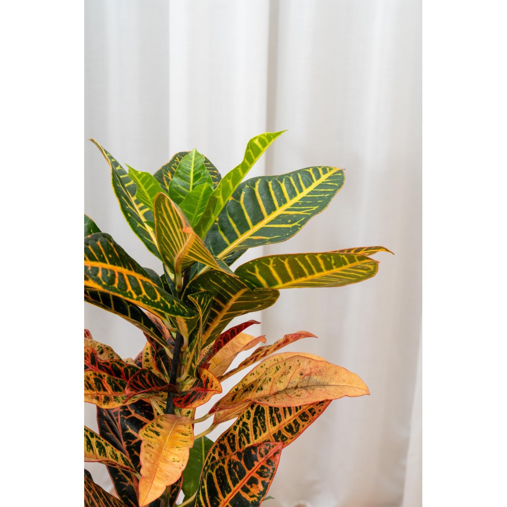 Croton variegato