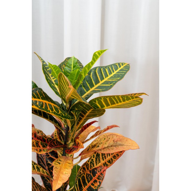 Croton variegato