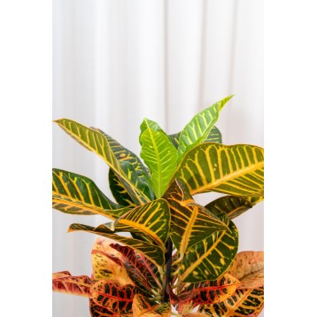 Croton variegato