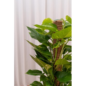 Pothos Rampicante