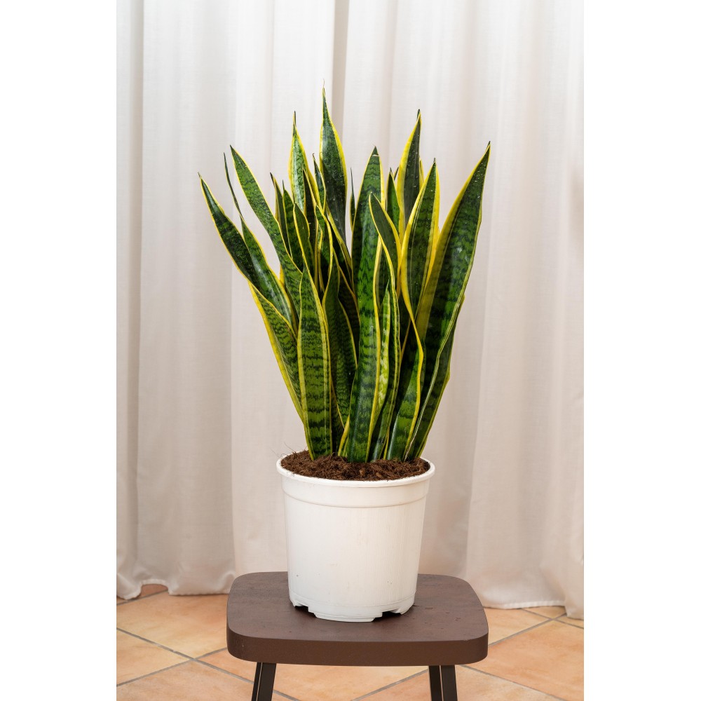 Sansevieria