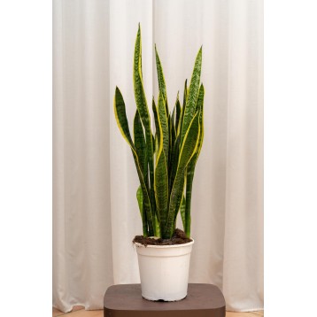 Sansevieria