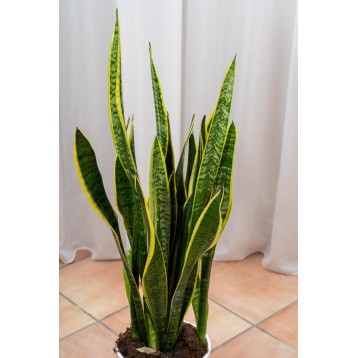 Sansevieria