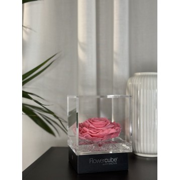 Flowercube Rosa