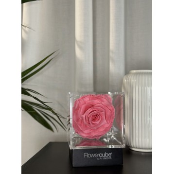 Flowercube Rosa