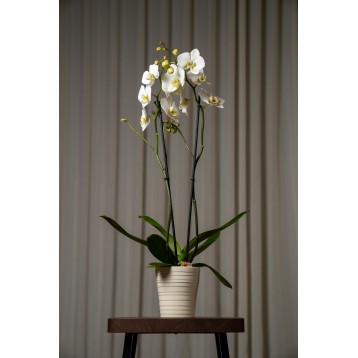 Orchidea Phalaenopsis