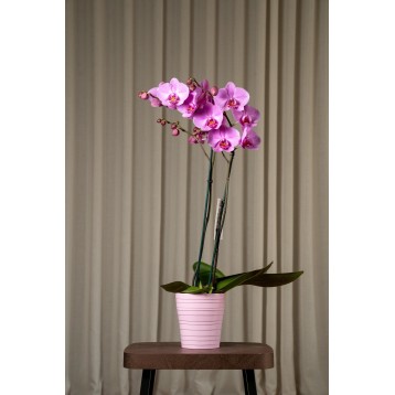 Orchidea Phalaenopsis