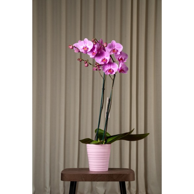 Orchidea Phalaenopsis