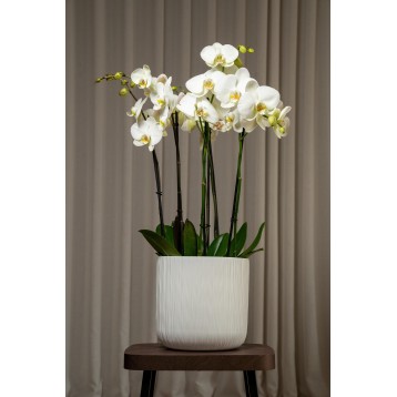 Composizione Orchidea Phalaenopsis (L)