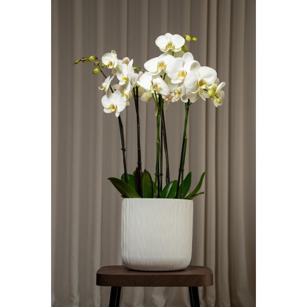 Composizione Orchidea Phalaenopsis (L)