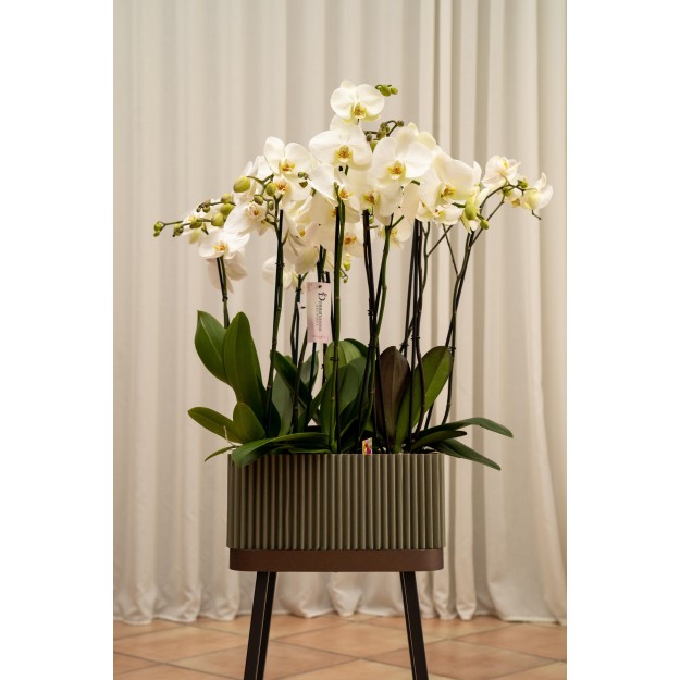 Composizione Orchidea Phalaenopsis (XL)