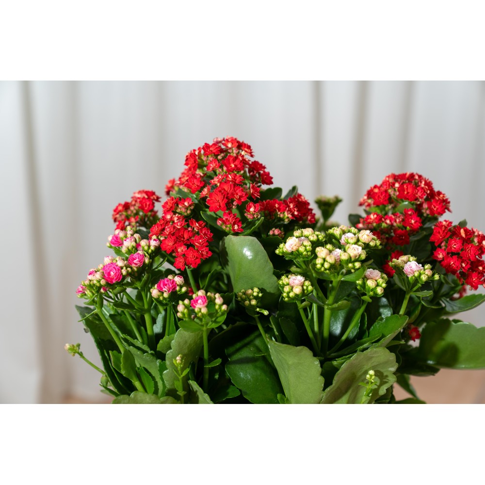 Kalanchoe