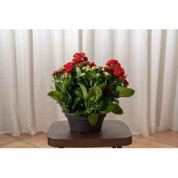 Kalanchoe